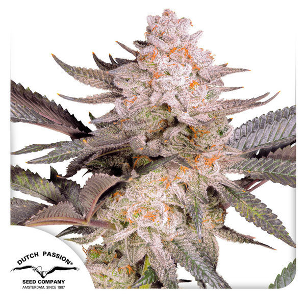 Orange Bud 2.0 (Dutch Passion) Feminiserede