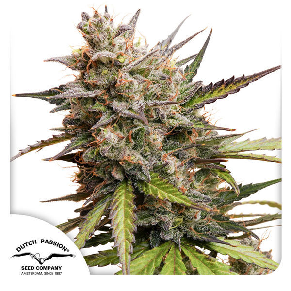 Auto Melonade Runtz (Dutch Passion) Feminiserede