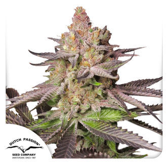 Melonade Runtz (Dutch Passion) feminiserede cannabisfr&oslash;