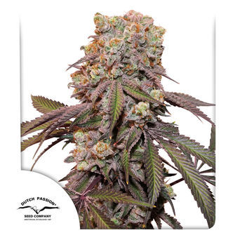 Auto Candy Bubatz XL (Dutch Passion) feminiserede