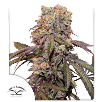 Auto Candy Bubatz XL (Dutch Passion) Feminiserede