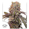 Auto Candy Bubatz XL (Dutch Passion) Feminiserede