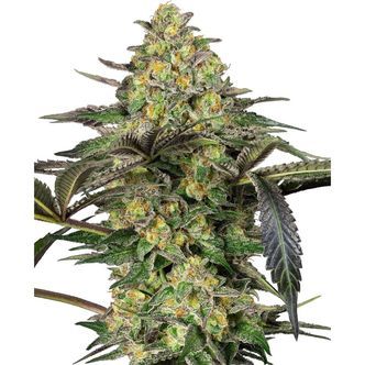 Grapevine Candy (Sensi Seeds) feminiserede cannabisfr&oslash;