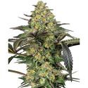 Grapevine Candy (Sensi Seeds) Feminiserede