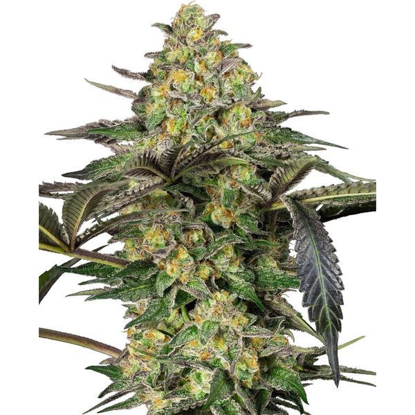 Grapevine Candy (Sensi Seeds) Feminiserede