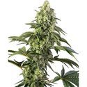 Cosmic Kiss (Sensi Seeds) Feminiserede