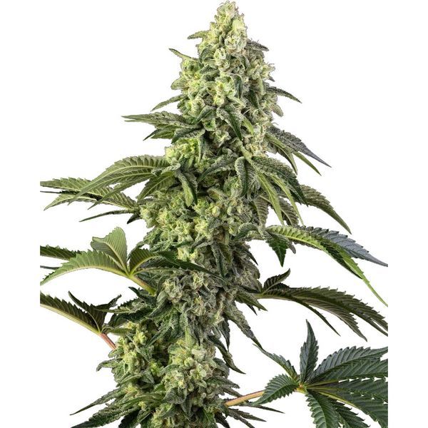 Cosmic Kiss (Sensi Seeds) Feminiserede