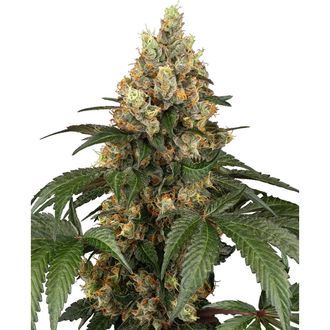 Chocolate Rainbow XXL (Sensi Seeds) Feminiserede