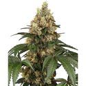Chocolate Rainbow XXL (Sensi Seeds) Feminiserede