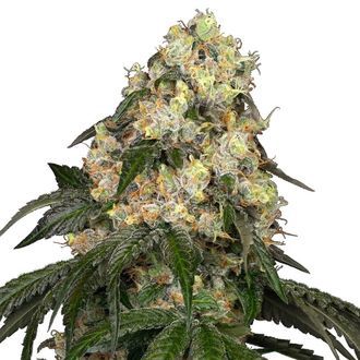 White Biscotti OG XXL (White Label) Feminiserede