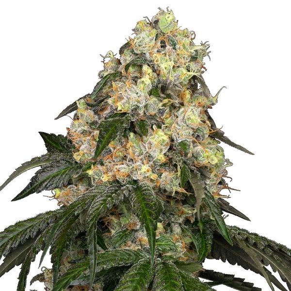 White Biscotti OG XXL (White Label) Feminiserede