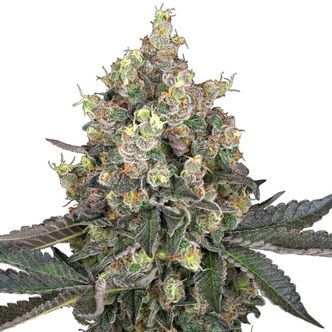 Sweet Berry Breeze (White Label) feminiserede