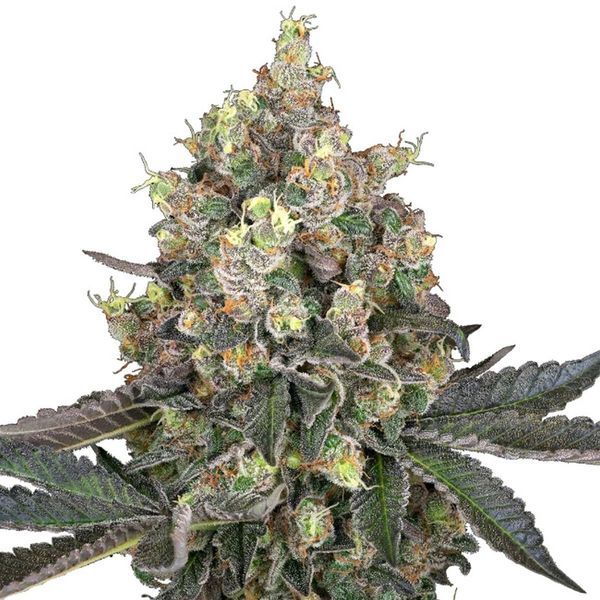 Sweet Berry Breeze (White Label) Feminiserede