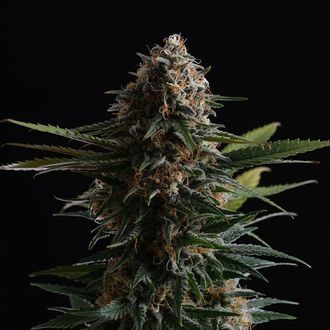 Candy Cream Go Fast (Kannabia) Feminiserede