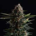 Candy Cream Go Fast (Kannabia) Feminiserede