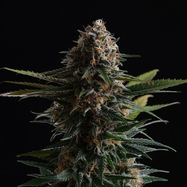 Candy Cream Go Fast (Kannabia) Feminiserede