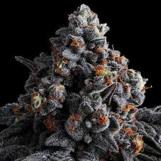 Indigo Sapphire (Anesia Seeds) Feminiserede