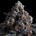 Indigo Sapphire (Anesia Seeds) Feminiserede