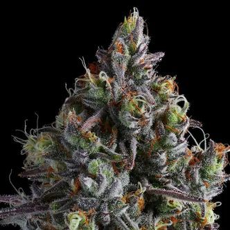 Coco Jambo (Anesia Seeds) feminiserede cannabisfr&oslash;