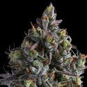 Coco Jambo (Anesia Seeds) Feminiserede