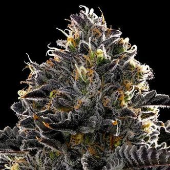 Purple Lobster (Anesia Seeds) Feminiserede