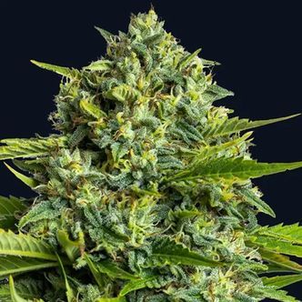 Sticky Boof (Anesia Seeds) feminiserede cannabisfr&oslash;