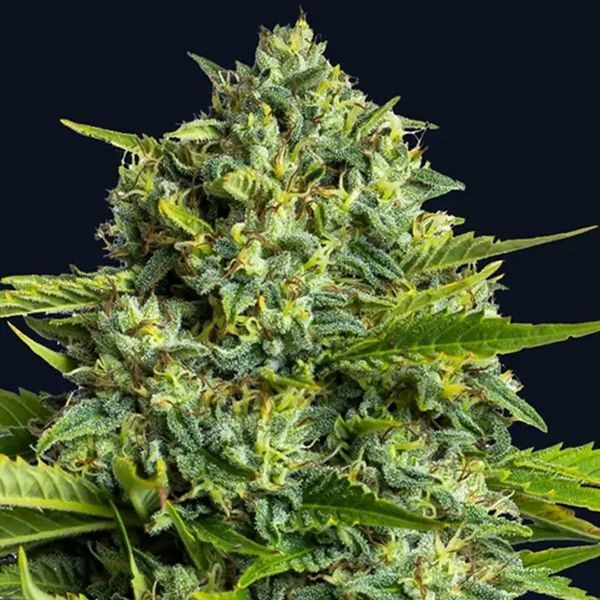 Sticky Boof (Anesia Seeds) Feminiserede