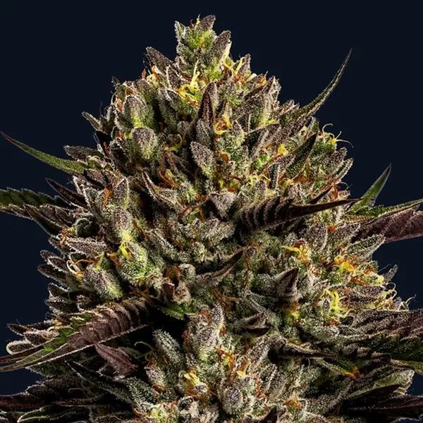 Chimera Cut (Anesia Seeds) Feminiserede