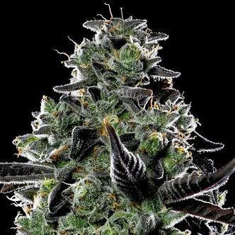 Violet Face Auto (Anesia Seeds) feminiserede cannabisfr&oslash;