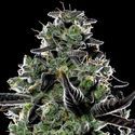 Violet Face Auto (Anesia Seeds) Feminiserede