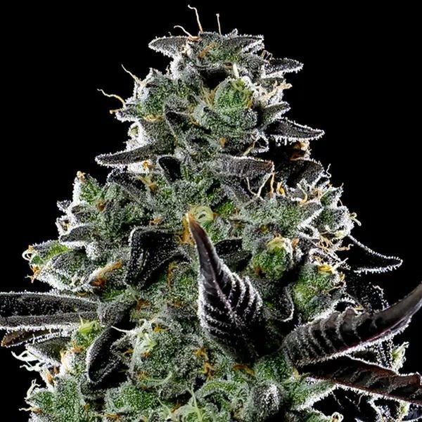 Violet Face Auto (Anesia Seeds) Feminiserede