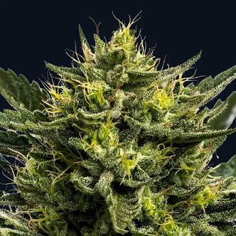Wham Boom Auto (Anesia Seeds) Feminiserede