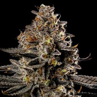 Smashberry Fumez Auto (Anesia Seeds) Feminiserede
