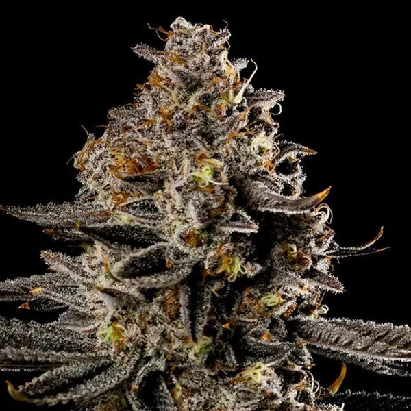 Smashberry Fumez Auto (Anesia Seeds) Feminiserede