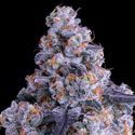 Epic Buzz Auto (Anesia Seeds) Feminiserede