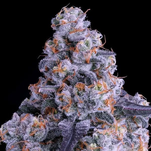Epic Buzz Auto (Anesia Seeds) Feminiserede