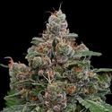 Sun of a Peach (Anesia Seeds) Feminiserede
