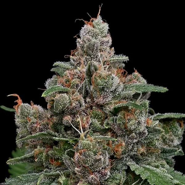 Sun of a Peach (Anesia Seeds) Feminiserede