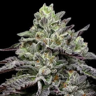 Smashberry Fumez (Anesia Seeds) feminiserede cannabisfr&oslash;