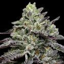 Smashberry Fumez (Anesia Seeds) Feminiserede