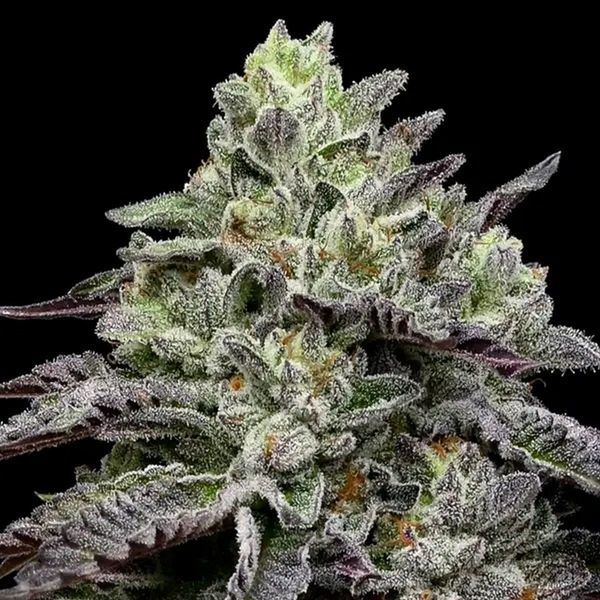Smashberry Fumez (Anesia Seeds) Feminiserede