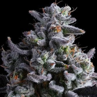 Elementz (Anesia Seeds) Feminiserede