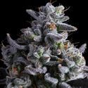 Elementz (Anesia Seeds) Feminiserede