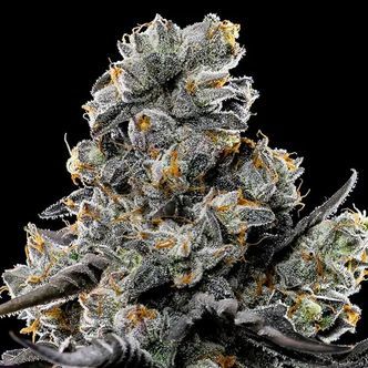 Violet Face (Anesia Seeds) Feminiserede cannabisfr&oslash;