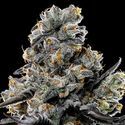 Violet Face (Anesia Seeds) Feminiserede