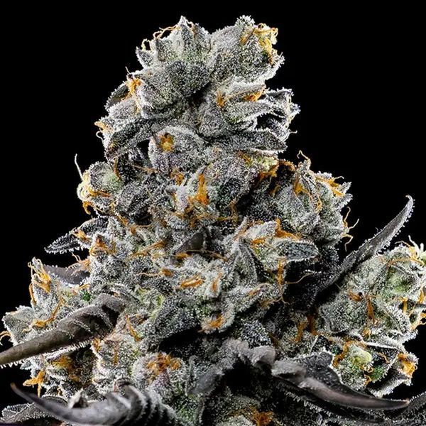 Violet Face (Anesia Seeds) Feminiserede