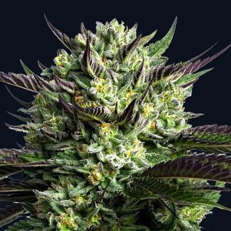 Wham Boom (Anesia Seeds) Feminiserede