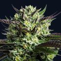 Wham Boom (Anesia Seeds) Feminiserede