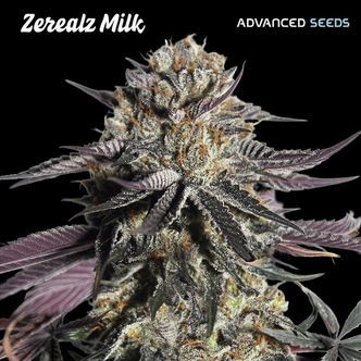Zerealz Milk (Advanced Seeds) feminiserede cannabisfr&oslash;