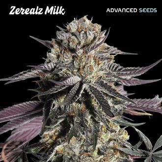 Zerealz Milk (Advanced Seeds) Feminiserede